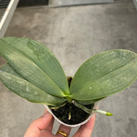 176230578143-Phal.%20Meidarland%20Castle%20Queen%20'Victoria'%20%E6%A4%8D%E6%A0%AA2.5''1.jpg