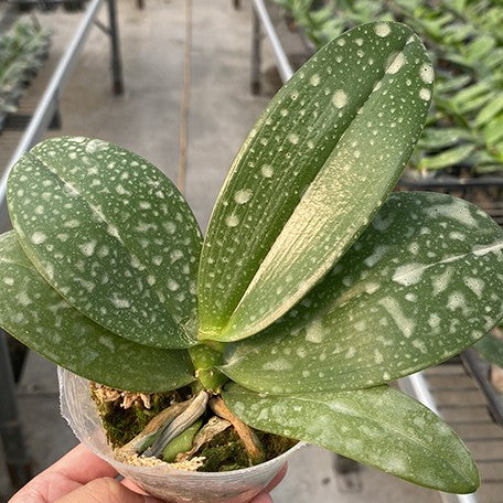 176250552280-Phal.%20Miki%20Peoker%20Girl%20'751'%20%E6%A4%8D%E6%A0%AA2.5''1.jpg