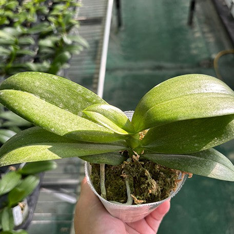 176250575827-Phal.%20Yellow%20Wave%20'532'%20(peloric)%20%E6%A4%8D%E6%A0%AA2.5''1.jpg