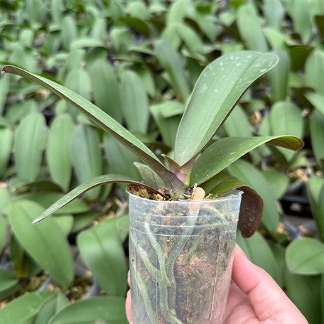 176276071891-Phal.%20Miki%20Sakura%20'Momotaro'%20%E6%A4%8D%E6%A0%AA2.5''1.jpg