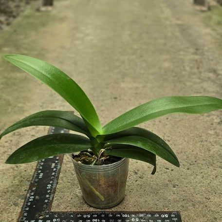 176276085844-Phal.%20Little%20Princess%20%E6%A4%8D%E6%A0%AA2.5''1.jpg