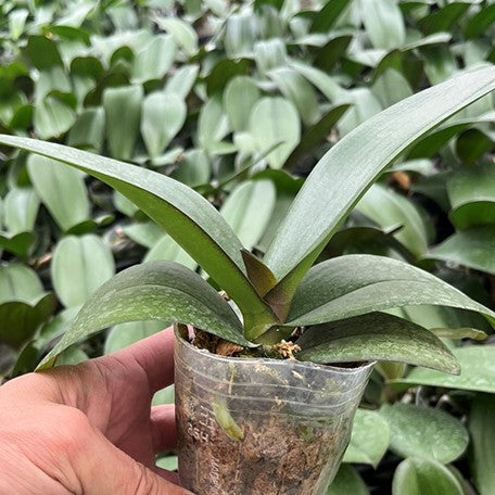 176299430237-Phal.%20Miki%20Sakura%20'3325'%20%E6%A4%8D%E6%A0%AA2.5''.jpg