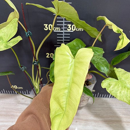 176361101212-Philodendron%20paraiso%20verde%20var.%20alba%20%E5%B9%BD%E9%9D%88%E5%A4%A9%E5%A0%82%20%E6%A4%8D%E6%A0%AA3''3.jpg