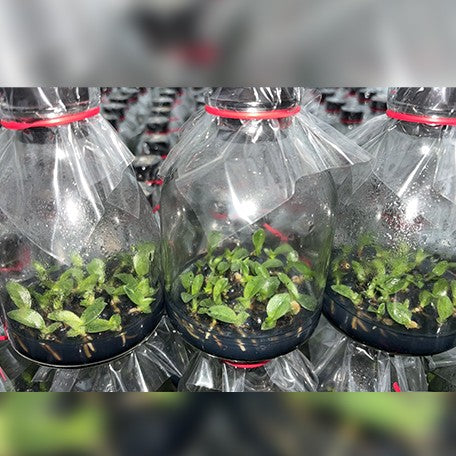 176472473978-Paph.%20callosum%20%C3%97%20sib%20%E7%93%B6%E8%8B%971.jpg