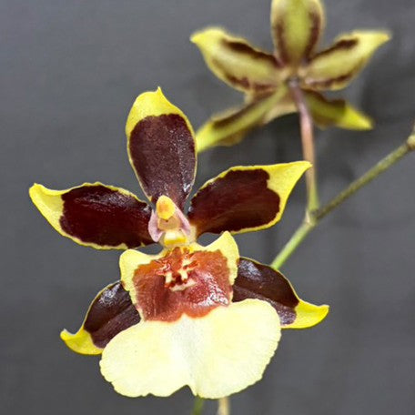 176524023090-Onc.%20Guann%20Shin%20Flower%20Elf%20%E8%8A%B14.jpg