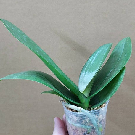 176541578626-Phal.%20Bossy%20Magenta%20%E6%A4%8D%E6%A0%AA2.5''2.jpg