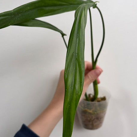 176613518681-Philodendron%20holtonianum%20%E6%A4%8D%E6%A0%AA2.5''2.jpg
