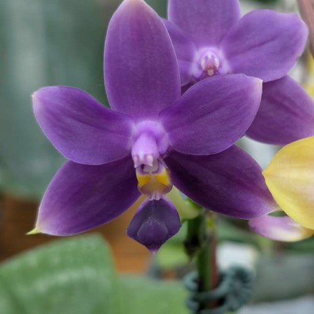 176654231138-Phal.%20violacea%20var.%20indigo%20(3-lips)%20%E8%8A%B12.jpg
