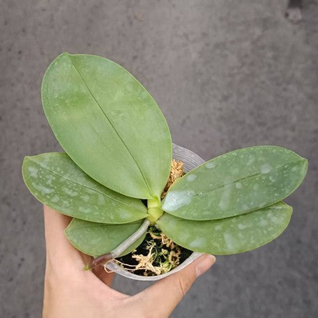 176654237822-Phal.%20Miki%20Muse%20Bear%20King%20'692'%20%E6%A4%8D%E6%A0%AA2.5''1.jpg