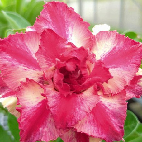 176793928482-Adenium%20obesum%20'Huatonia'%20%E8%8A%B11.jpg