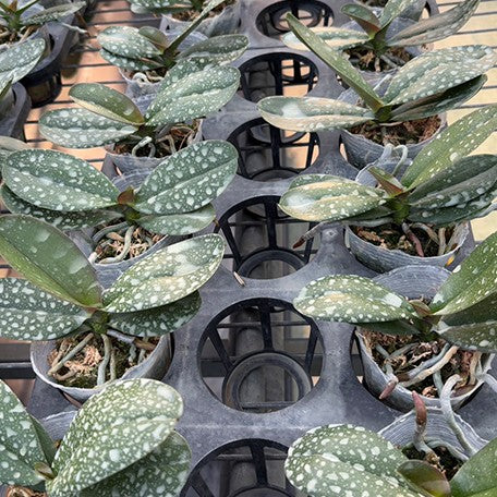 176898011572-Phal.%20King%20Car%20Beauty%20Girl%20%E6%A4%8D%E6%A0%AA2.5''2.jpg
