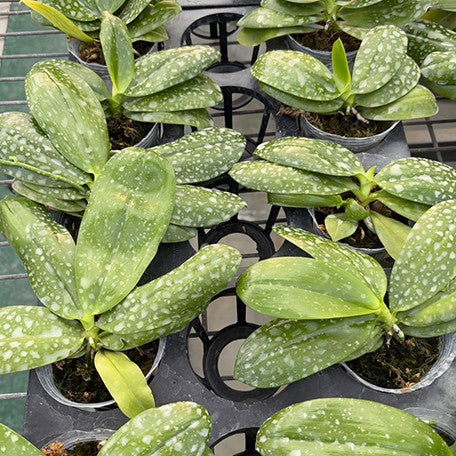 176898061532-Phal.%20speciosa%20'Plaid'%20%C3%97%20sib%20%E6%A4%8D%E6%A0%AA2.5''2.jpg