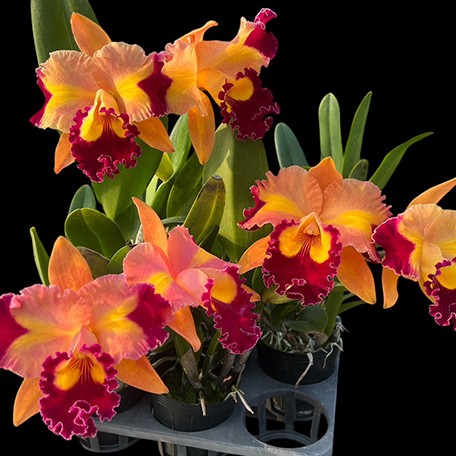 Rhyncholaeliocattleya Chief Queen 'Lightning' 3.5