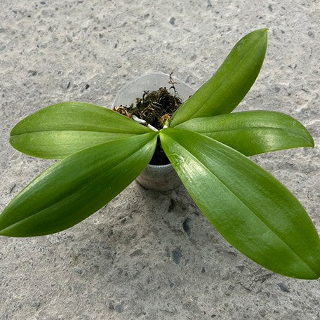 176905202496-Phal.%20tetraspis%20var.%20coffee%20%E6%A4%8D%E6%A0%AA2.5''1.jpg