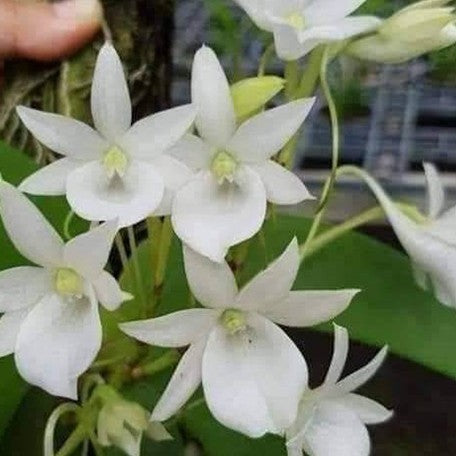 176913266236-Angraecum%20leonis%20%C3%97%20sib%20%E8%8A%B11.jpg