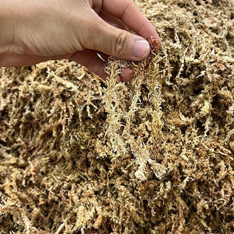 176941746340-Chilean%20Sphagnum%20Moss%20%E6%99%BA%E5%88%A9%E6%B0%B4%E8%8D%89%20%E6%A4%8D%E6%A0%AA2.jpg