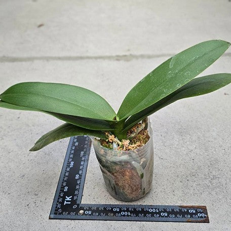 176941900880-Phal.%20Yushan%20Fairy%20Go%20%E6%A4%8D%E6%A0%AA3''%201.jpg