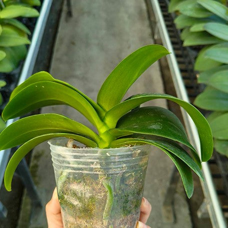 176959315238-Phal.%20Miki%20Sakura%20'1327'%20%E6%A4%8D%E6%A0%AA3.0''%201.jpg