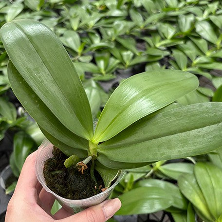 176976214859-Phal.%20speciosa%20'Purple%20Mountain'%20%C3%97%20LD's%20Bear%20King%20%E6%A4%8D%E6%A0%AA2.5''1.jpg