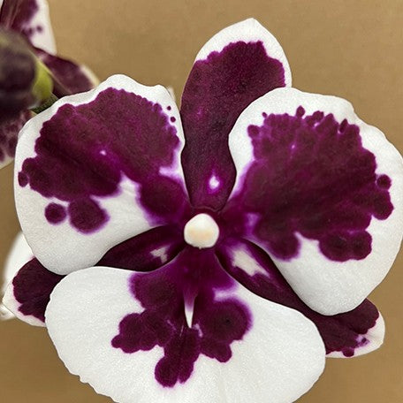 177000269089-Phal.%20King%20Car%20Clown%20%E8%8A%B14.jpg