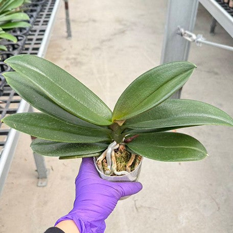 177002572287-Phal.%20Harck%20Sammi%20Gold%20%E6%A4%8D%E6%A0%AA3.0''%201.jpg