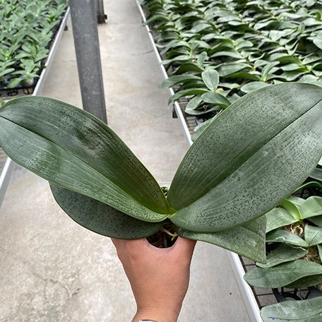 177009724365-Phal.%20gigantea%20'Jumbo%20Bay'%20%C3%97%20stuartiana%20'Jumbo'%20%E6%A4%8D%E6%A0%AA2.5''1.jpg