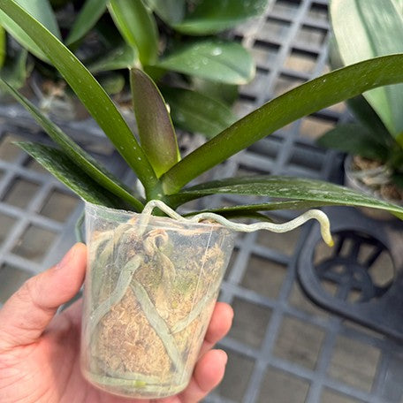 177080708556-Phal.%20Ching%20Ann%20Violet%20'1553'%20%E6%A4%8D%E6%A0%AA2.5''%201.jpg