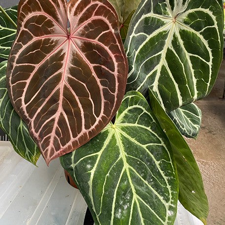 177192654342-Anthurium%20Red%20Crystallinum%20%C3%97%20'Silver%20Blush'%20%E8%8A%B19.jpg