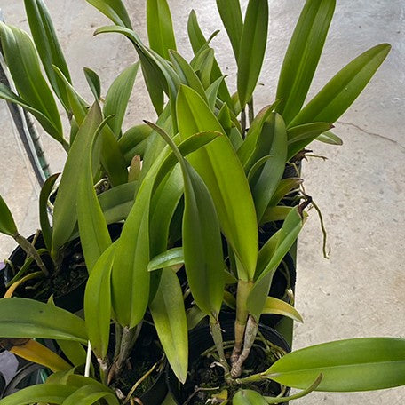 177269840186-Rlc.%20Keowee%20'Vi%20Galaxy'%20AMAOS%20%E6%A4%8D%E6%A0%AA3.5''%201.jpg