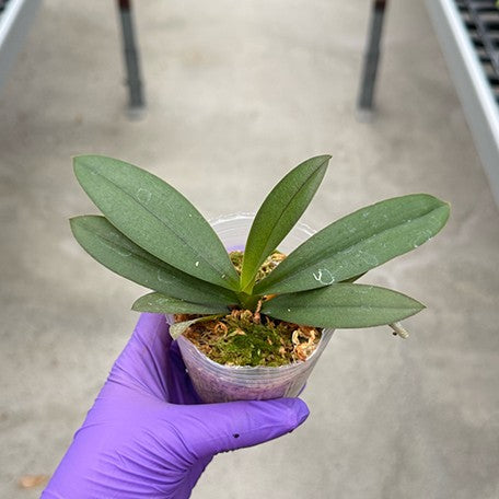 177278765849-Phal.%20Miki%20Fire%20Bat%20'Lee'%20%E6%A4%8D%E6%A0%AA2.5''1.jpg
