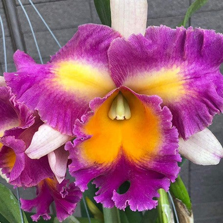 177399747610-Rlc.%20Pegasus%20Fantasy%20'Sanctuary'%20%E8%81%96%E6%89%80%20%E8%8A%B12.jpg