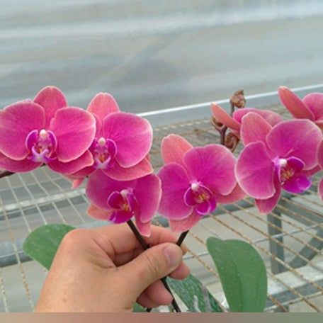 177452113539-Phal.%20King%20car%20Sunset%20Red%20%E8%8A%B13.jpg