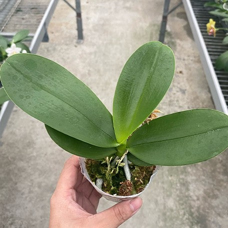 177553207620-Phal.%20Miki%20Peoker%20Girl%20'750'%20%E6%A4%8D%E6%A0%AA2.5''1.jpg