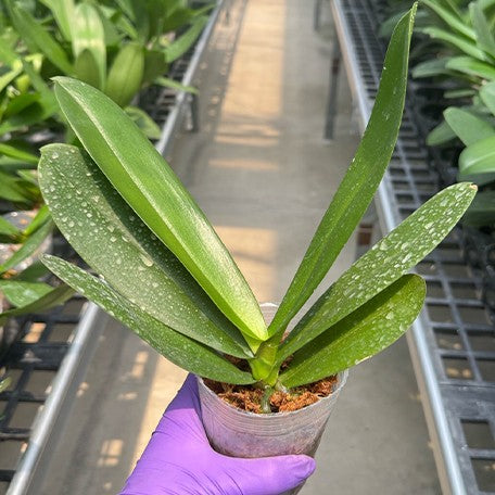 177553383294-Phal.%20Miki%20Radiation%20'1422'%20%E6%A4%8D%E6%A0%AA3''1.jpg