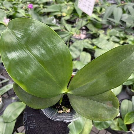 177562892577-Phal.%20Miki%20Deep%20Coffee%20Turtledove%20'Rich'%20%E6%A4%8D%E6%A0%AA2.5''1.jpg