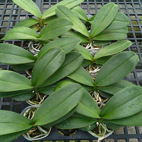 177563011646-Phal.%20Melody%20Of%20Love%20%E6%A4%8D%E6%A0%AA3''2.jpg