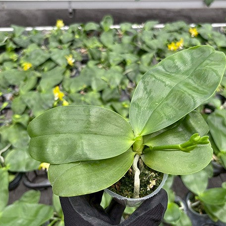 177563602441-Phal.%20Miki%20Deep%20Coffee%20Turtledove%20'Watermelon'%20%E6%A4%8D%E6%A0%AA2.5''%201.jpg
