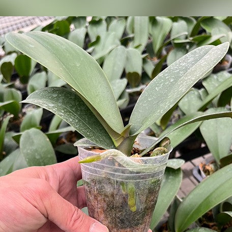177631601531-Phal.%20Jade%20Lady%20%E6%A4%8D%E6%A0%AA2.5''1.jpg