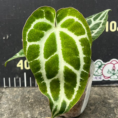 177632727743-Anthurium%20crystallinum%20(South%20America)%20%C3%97%20sib%20%E6%A4%8D%E6%A0%AA2.5''2.jpg