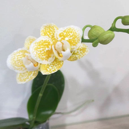 177699460134-Phal.%20Yaphon%20Golden%20Leopard%20'AN6609'%20%E9%BB%83%E9%87%91%E8%B1%B9%20%E8%8A%B13.jpg