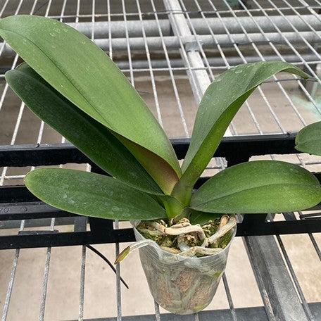 177725722923-Phal.%20Chi%20Yueh%20Green%20Giant%20%E6%A4%8D%E6%A0%AA2.5''1.jpg
