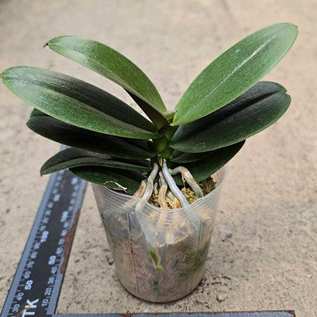 177736666417-Phal.%20Kaoda%20Twinkle%20%E6%A4%8D%E6%A0%AA%203''1.jpg