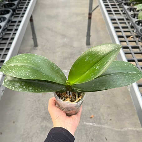177788317665-Phal.%20OX%20Yellow%20Freed%20%E6%A4%8D%E6%A0%AA3''%201.jpg