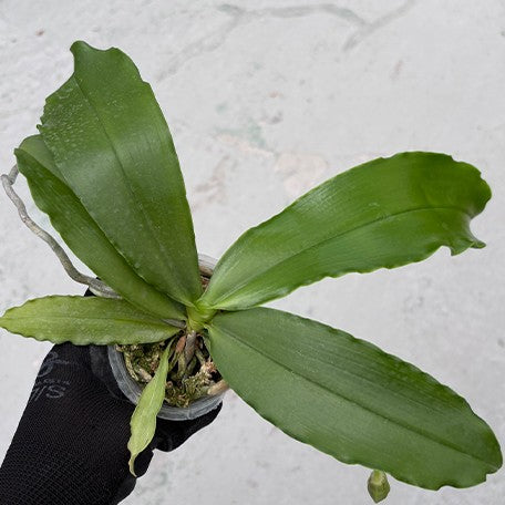 177821992147-Phal.%20(%20Hais%20Fox%20%C3%97%20Gelblieber%20)%20%C3%97%20Zheng%20Min%20Tyrannosaurus%20%E6%A4%8D%E6%A0%AA2.5''1.jpg