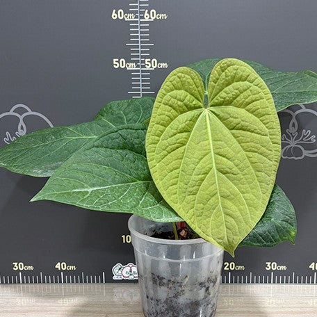 177906448297-Anthurium%20luxurians%20%C3%97%20'Silver%20Blush'%20%20%E5%A5%A2%E8%8F%AF%20%C3%97%20%E9%8A%80%E5%88%B7%20%E6%A4%8D%E6%A0%AA%207''%202.jpg