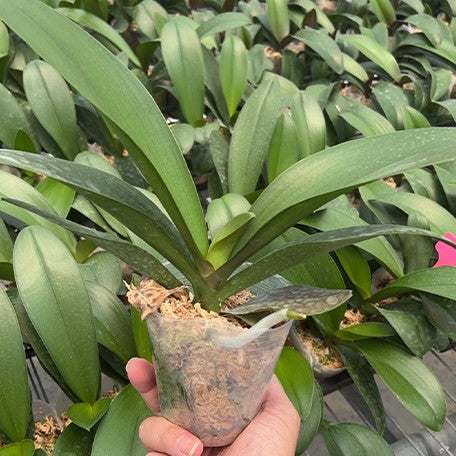 177927117219-Phal.%20Hornglin%20Sweet%20Corn%20%E6%A4%8D%E6%A0%AA3''1.jpg