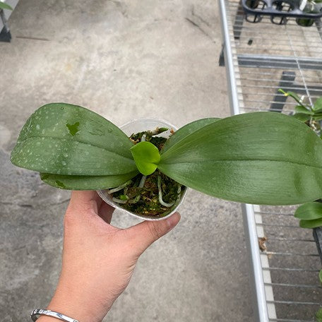177934672864-Phal.%20Jong's%20Ambotrana%20Cherry%20'909'%20%E6%A4%8D%E6%A0%AA2.5''1.jpg