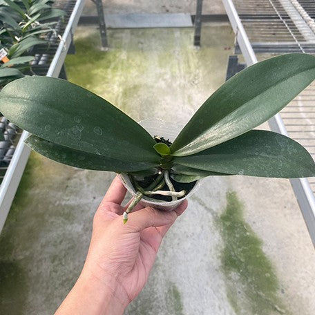 177975495598-Phal.%20Little%20Emperor%20%E6%A4%8D%E6%A0%AA2.5''1.jpg