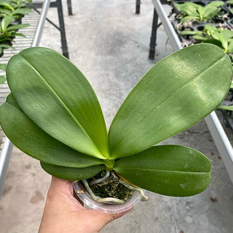 178054454825-Phal.%20Equalacea%20'Smurf'%20%E6%A4%8D%E6%A0%AA2.5''1.jpg