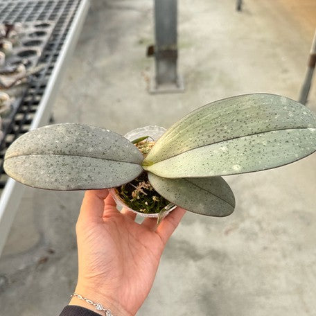 178054497643-Phal.%20gigantea%20'Jumbo%20Orchids'%20%C3%97%20lindeii%20'Jumbo'%20%E6%A4%8D%E6%A0%AA2.5''1.jpg